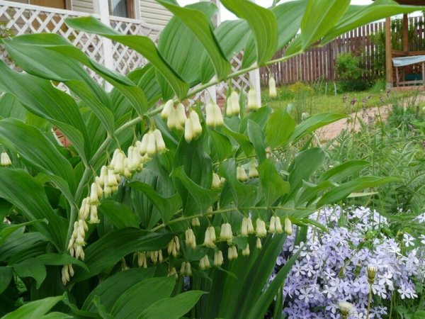 Ландыш купена