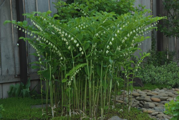 Купена многоцветковая (Polygonatum multiflorum)