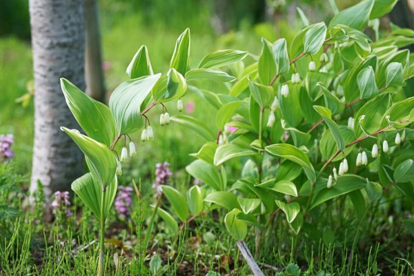 Ландыш купена