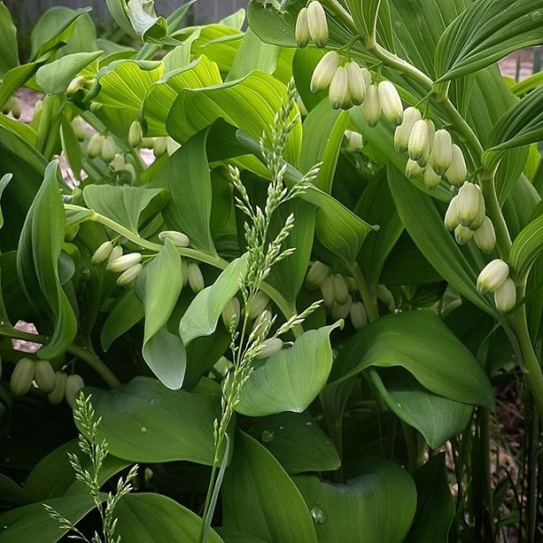 Купена лекарственная