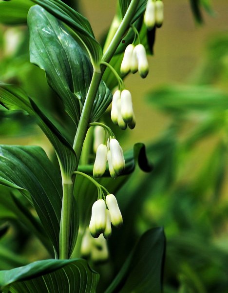 Купена гибридная