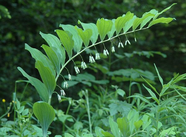 Купена Пратти