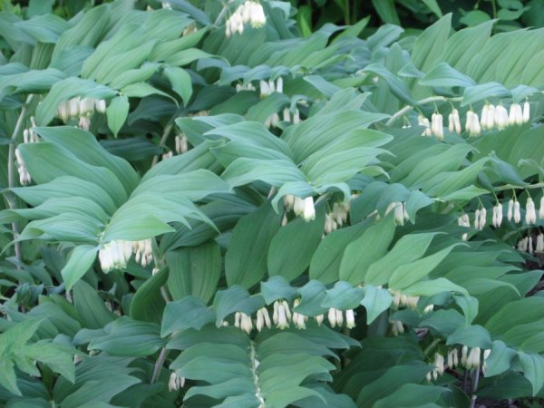 Купена (Polygonatum)