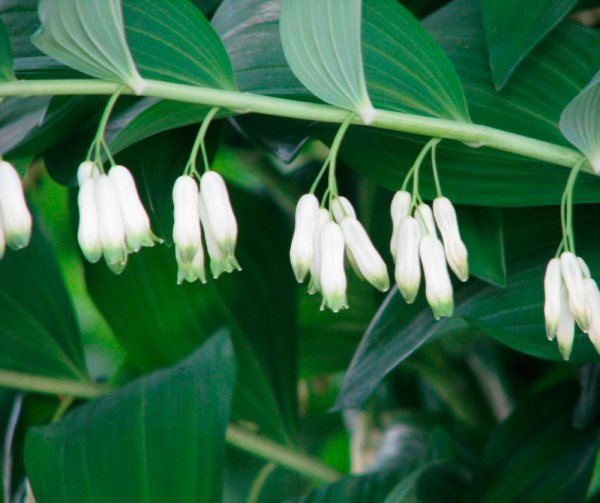 Садовый Ландыш купена