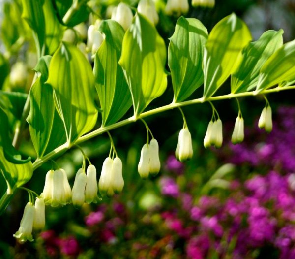 Купена обыкновенная