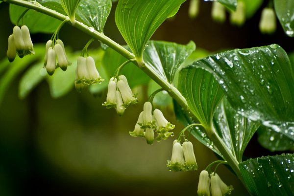 Купена аптечная