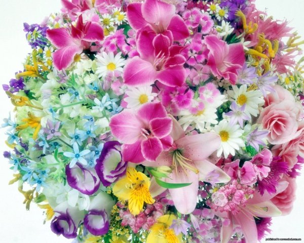 Хризантемы,розы и Ирис