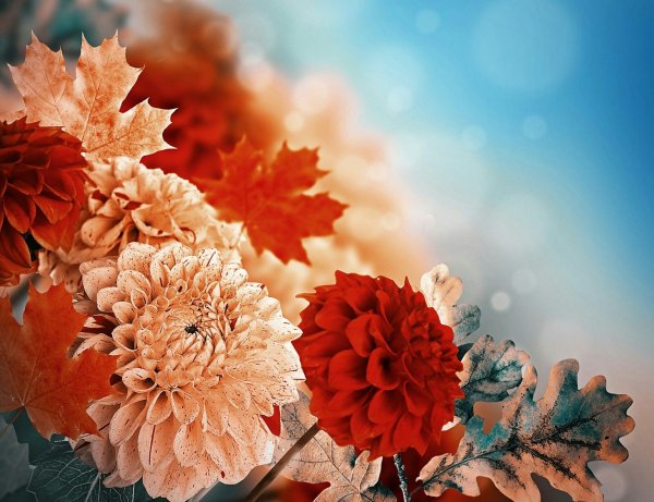 Осенние цветы