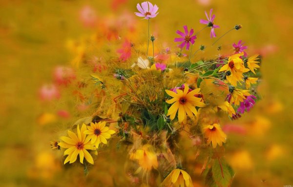 Осенние цветы