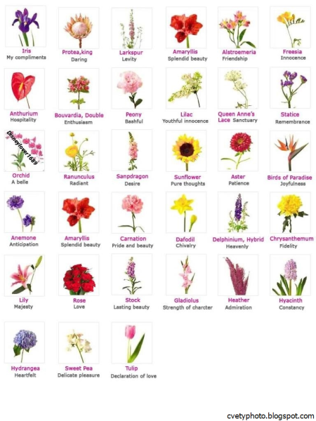 Названия цветов растений