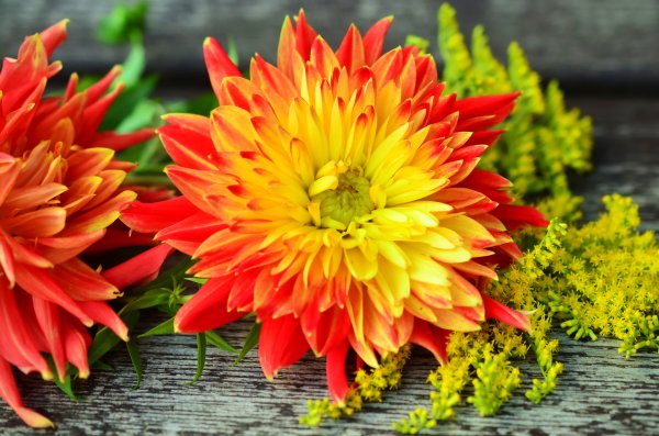 Осенние цветники георгины