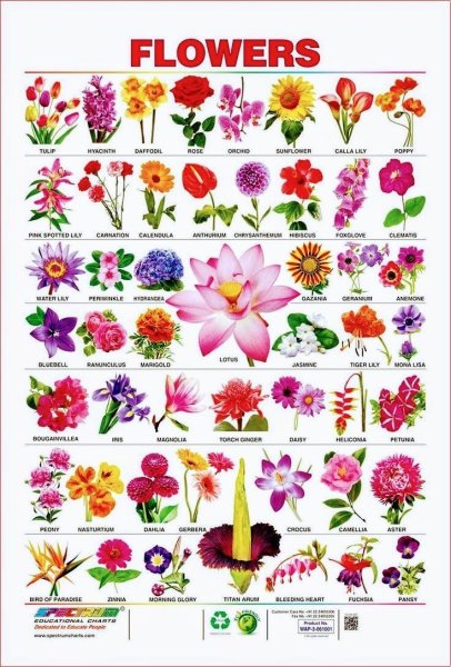Названия садовых цветов с картинками