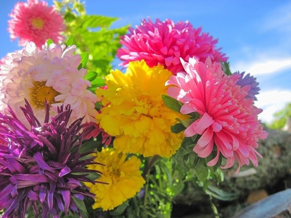 Астра георгина Гладиолус Хризантема бархатцы