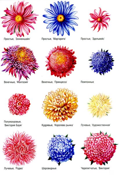 Цветы срезка названия