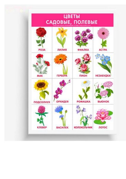 Названия цветов
