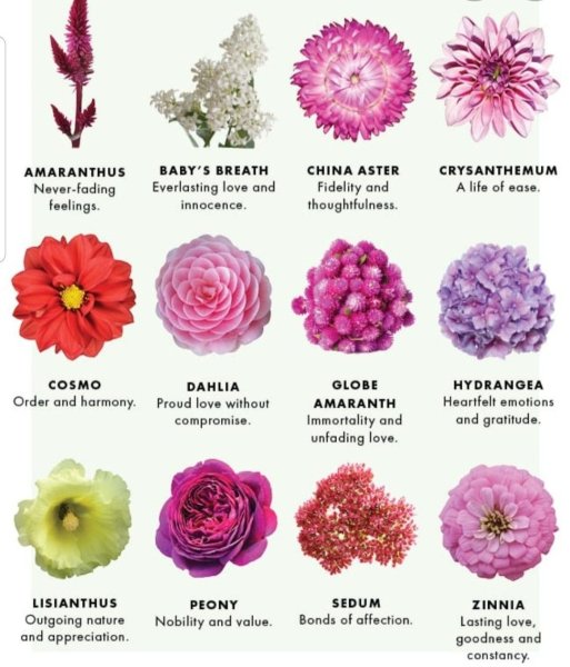 Тюльпаны и их цвета