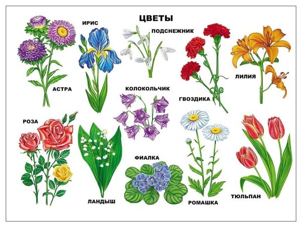 Цветы названия на английском