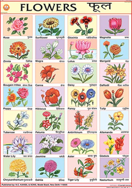 Иностранные цветы с названием