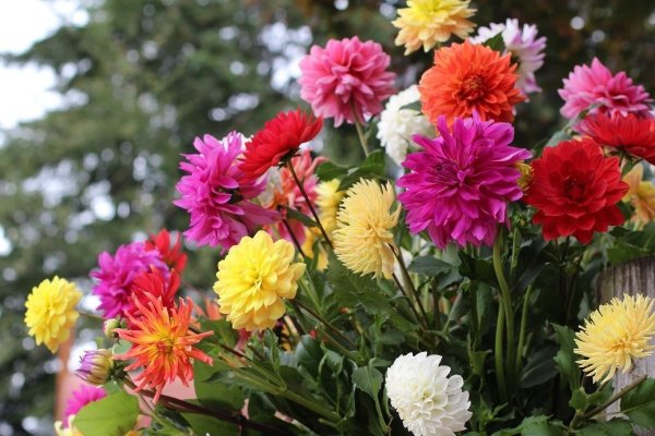 Астры георгины хризантемы