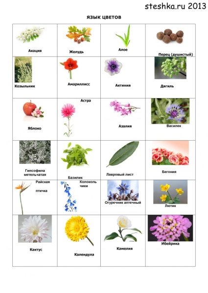 Тенелюбивые влаголюбивые комнатные растения