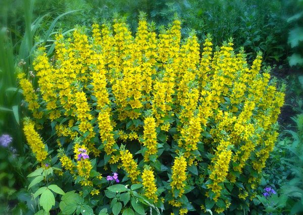 Вербейник обыкновенный Lysimachia vulgaris