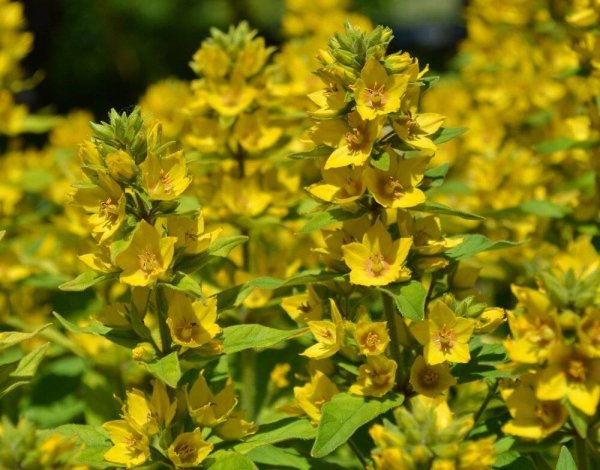 Вербейник точечный (Лизимахия)