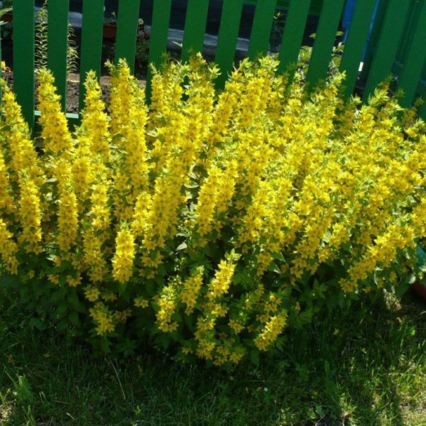 Вербейник точечный (Лизимахия)