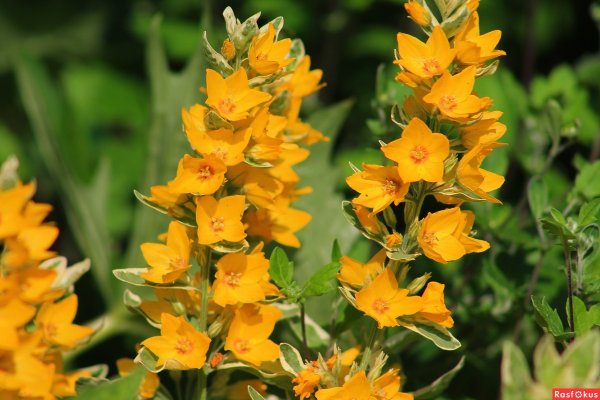 Вербейник оранжевый