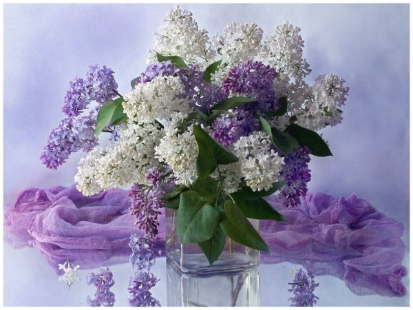 Настарин Гули