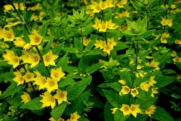 Вербейник обыкновенный