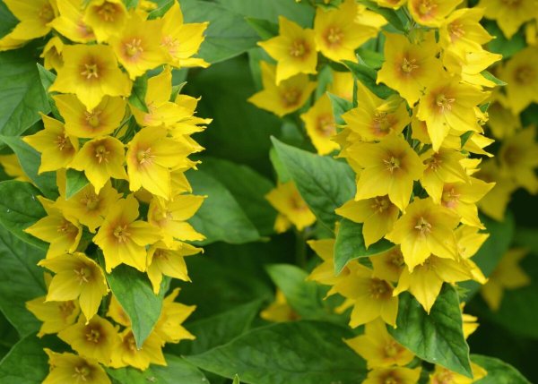 Вербейник точечный обыкновенный