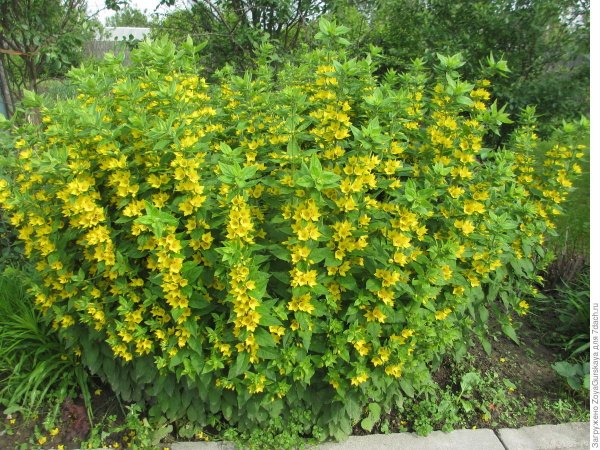 Вербейник Лизимахия