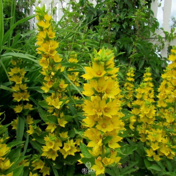 Вербейник обыкновенный Lysimachia vulgaris