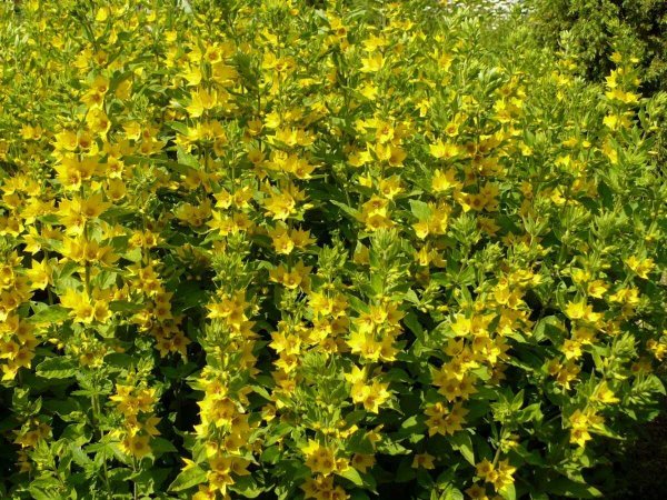 Вербейник желтый многолетник