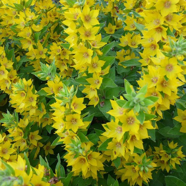 Вербейник точечный обыкновенный