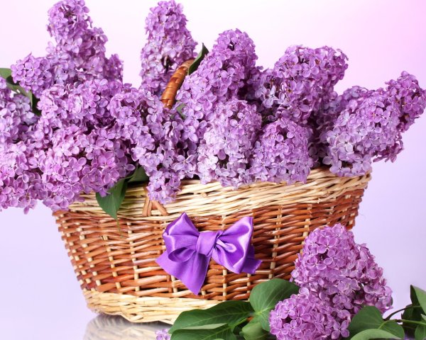 Сирень в корзине