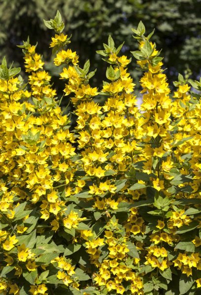 Вербейник точечный (Lysimachia punctata)