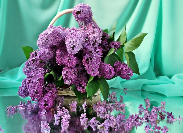 Цветы сирени