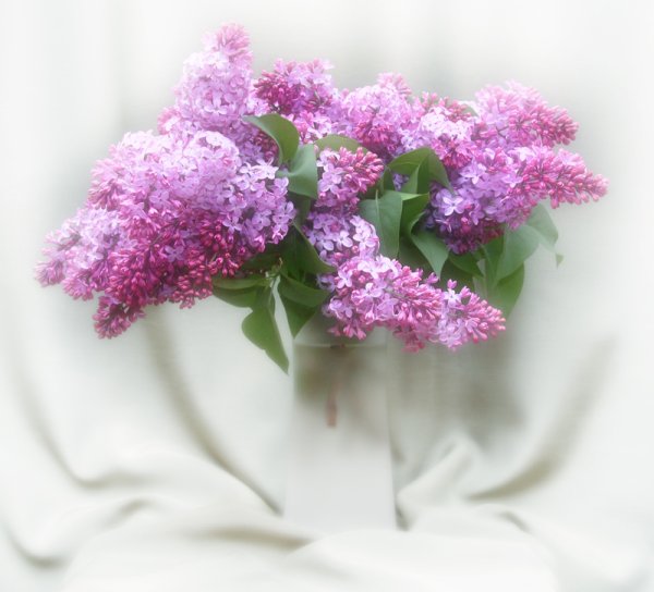 Букет "нежная сирень"