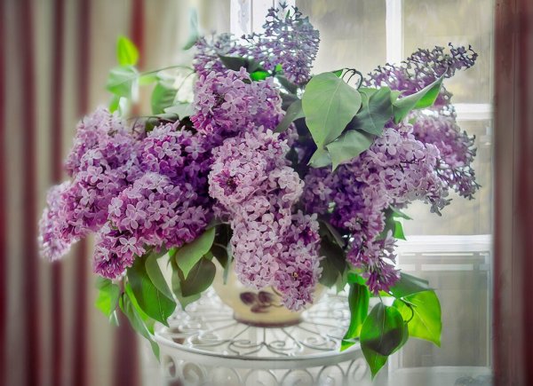 Сирень Нина