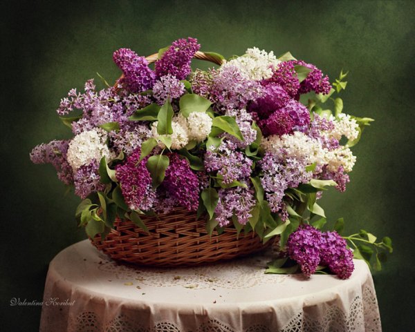 Букет сирени в корзинке