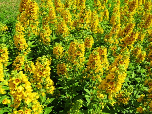 Вербейник кистецветный