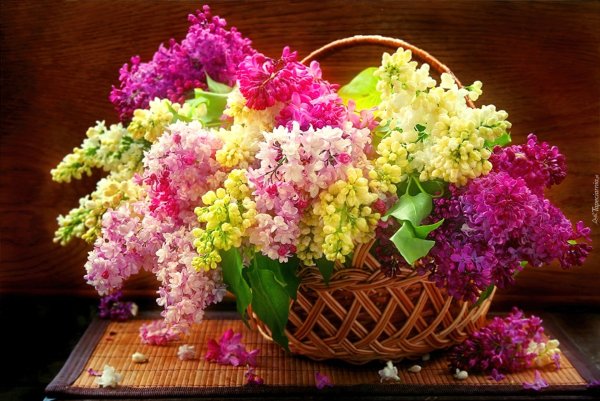 Охапка сирени