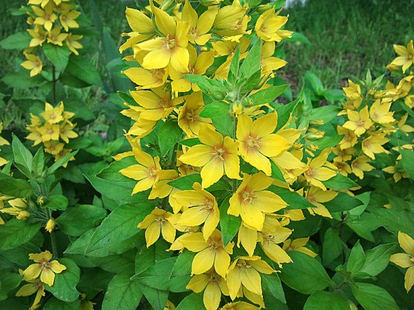 Вербейник точечный (Lysimachia punctata)
