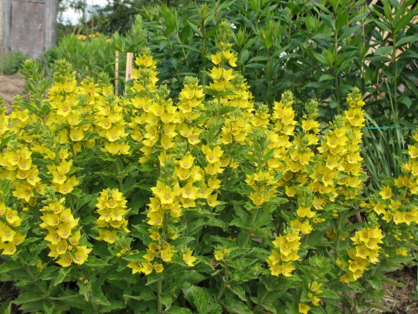 Вербейник Златовласка