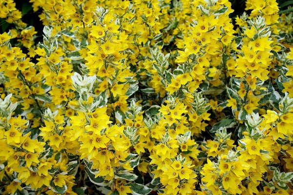 Вербейник Голден Еллоу