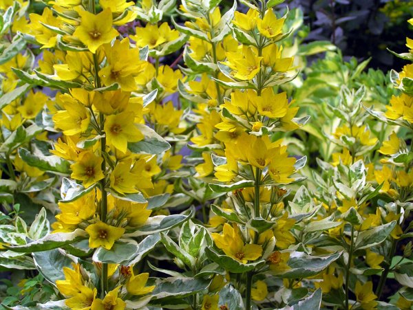 Вербейник мутовчатый