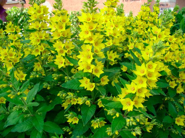 Вербейник точечный (Лизимахия)