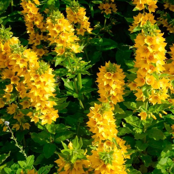 Вербейник обыкновенный - Lysimáchia vulgáris