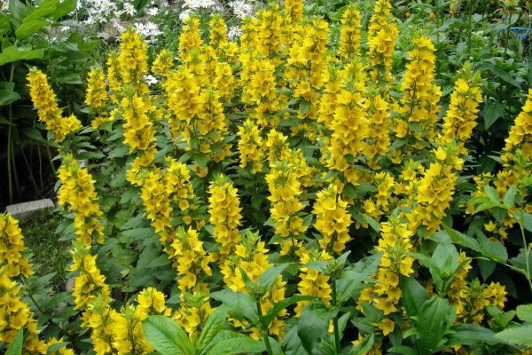 Вербейник точечный в ландшафтном дизайне